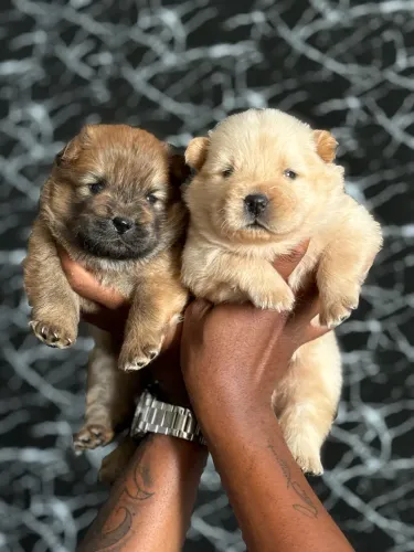Filhotes de chow chow