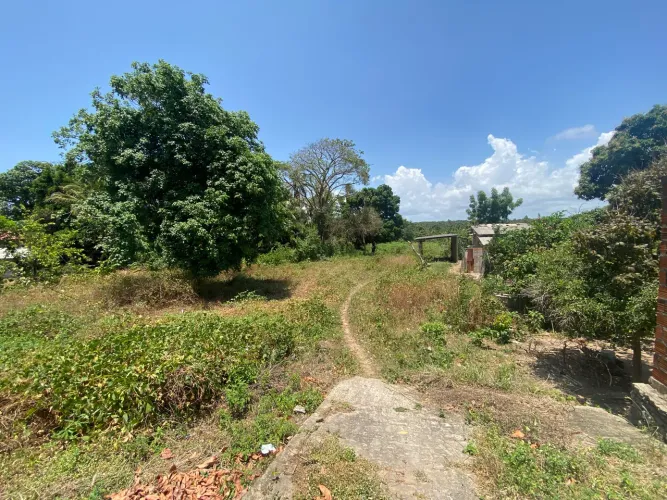 Lote 20x200 Cumbique