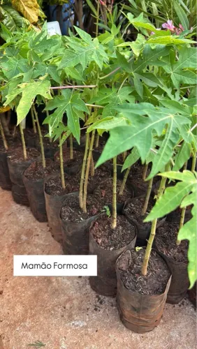 Mudas de Mamão Formosa