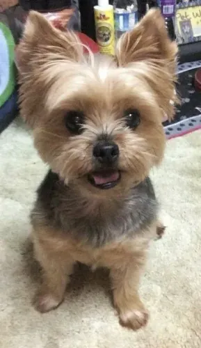 Filhotes Yorkshire Terrier te dá lições e te ensinam diariamente