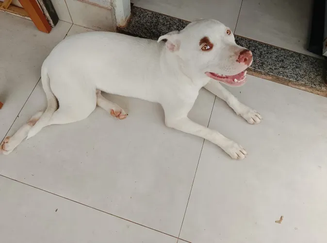 Filhote de Pitbull fêmea