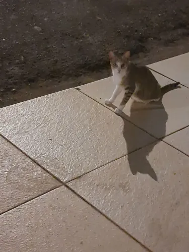 Gatos adocao