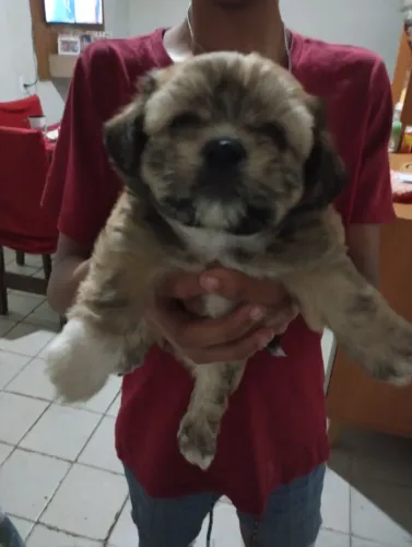 Cachorro macho ? Shitzu
