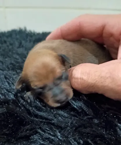 Machinho Pinscher zero