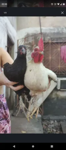 Casal de garnisé