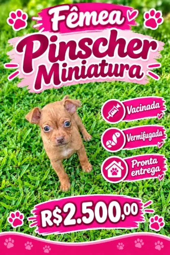 Pinscher baby femea