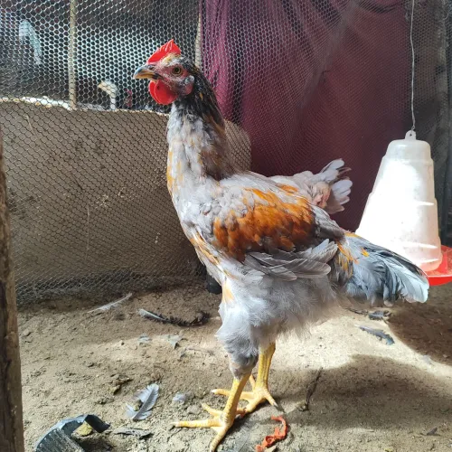 Frango gsb reprodutor cinza