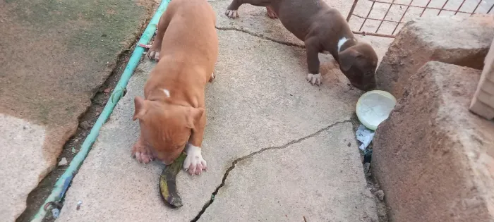 Cachorro