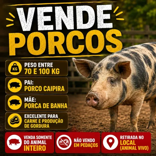 Porcos disponível