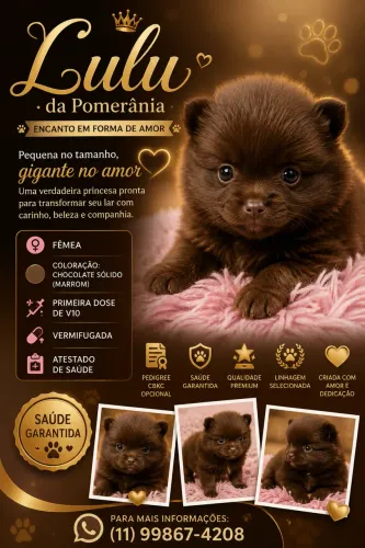 Filhote Lulu da Pomerania / Spitz Alemão  - Fêmea Chocolate Sólido (Marrom)