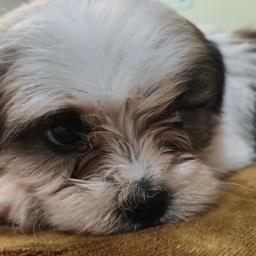Filhote Lhasa Apso 