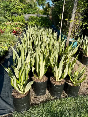 Agave Furcraea - Mudas de plantas ornamentais