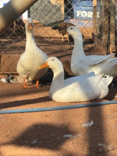 Três marrecos 