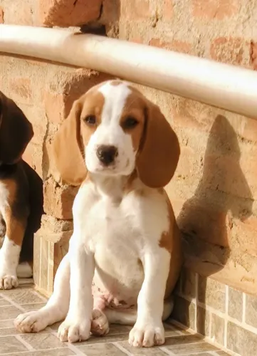 Os mais divertidos - Com pedigree bicolor machinho - beagle