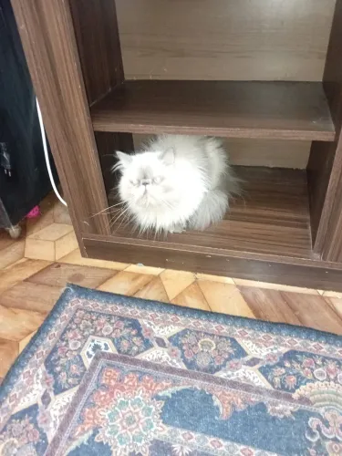 Gata. Himalayio!!