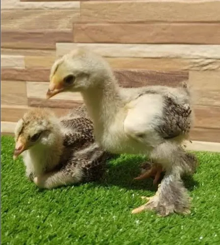 Vendo Pintinhos de Brahma Modelado