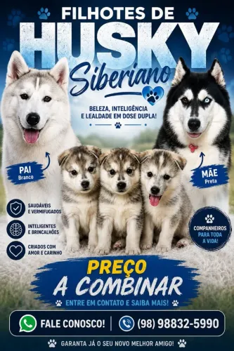 ? Encontre seu Melhor Amigo: Filhotes de Husky Siberiano ?