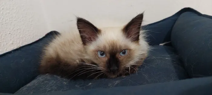 Gato Siamês