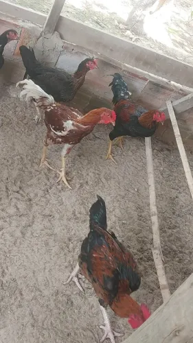frangos e galinhas caipiras