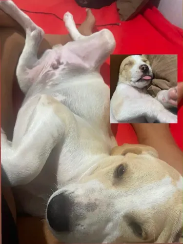 Vende-se cachorro