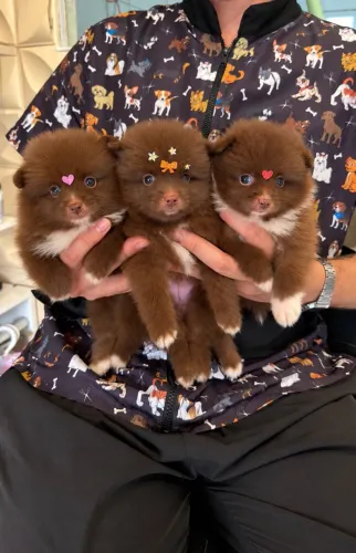 Ursinhos de chocolate Lulu da Pomerania