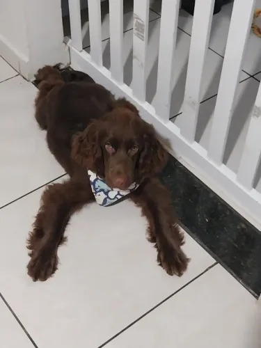 Vendo cocker spaniel ingles