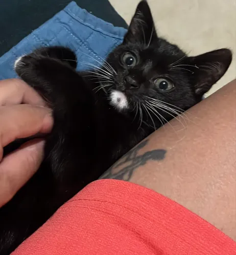 Filhote gato macho