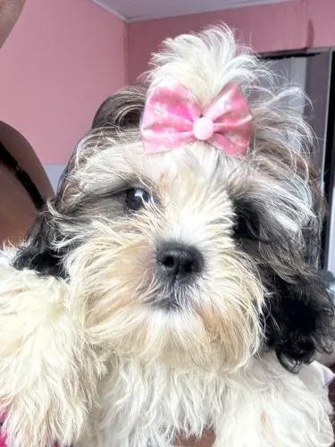 Shih tzu