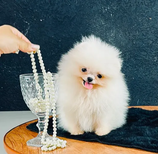 LULU DA POMERÂNIA EXCLUSIVO!!!