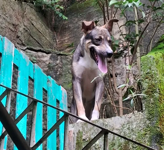 Doação de cachorro SRD macho