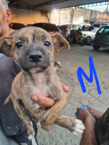 Cachorro vira lata doação.  Dependendo do local entrego. 70 dias de nascido 