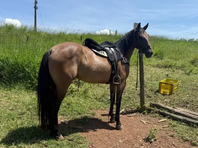 Cavalo QM