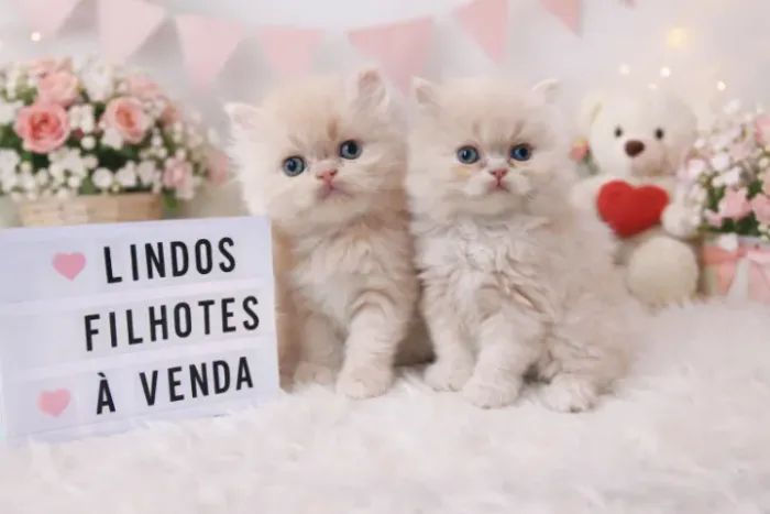 Disponíveis Filhotes de Gato Persa