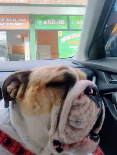 Bulldog Inglês