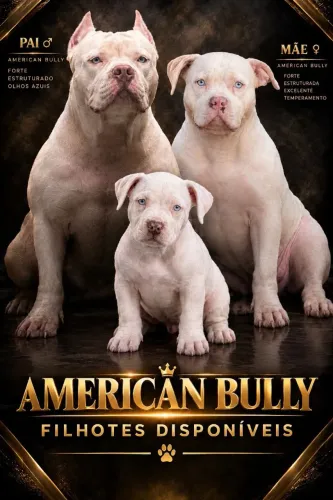 filhote de american bully