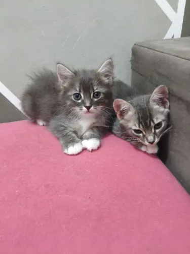 Filhotes de gato raciados adoção responsável