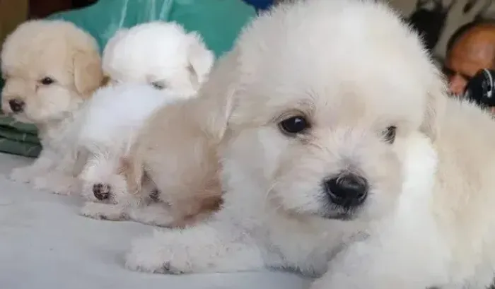 Poodle com maltês top