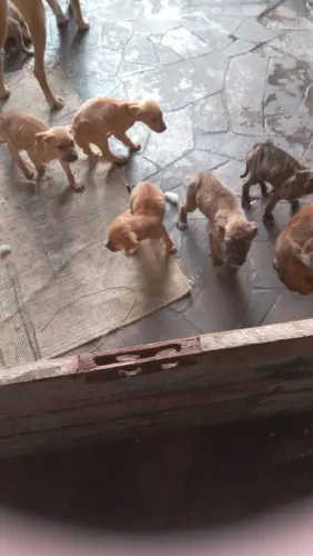 Filhotes de cane curso com fila