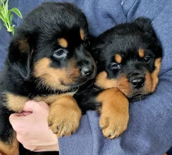 Rottweiler Filhotes Cabeça de Touro.