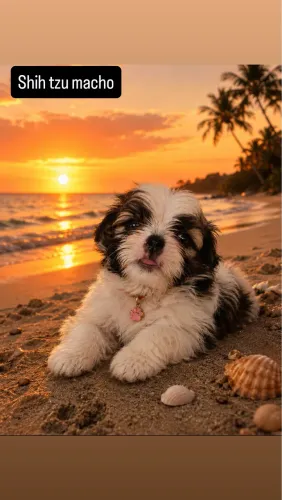 Shih tzu macho
