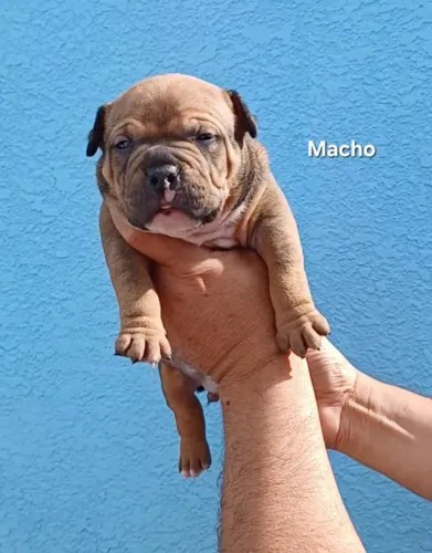 American bully pocket extreme