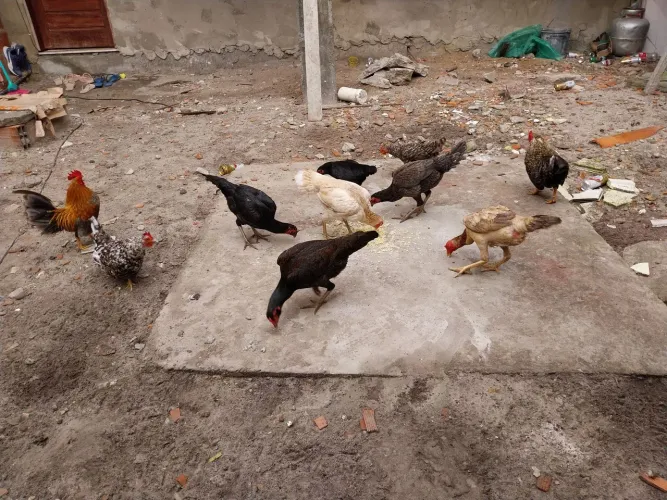 Galinhas de raça e Querreche.