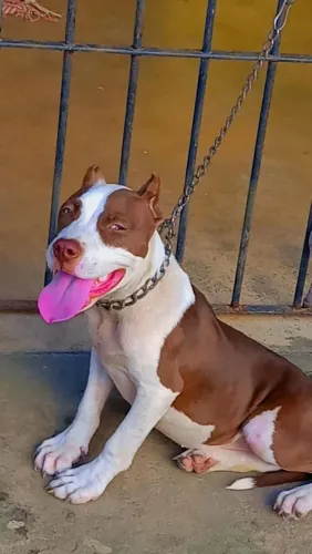 Cachorra Pit Monster