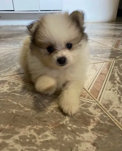 Spitz alemão micro 