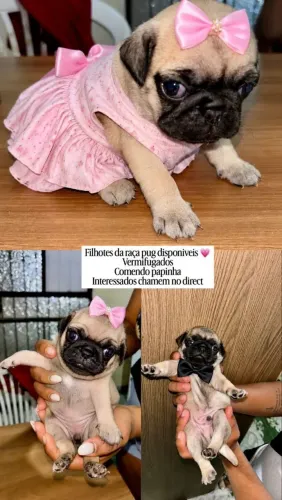 Filhotes de Pug