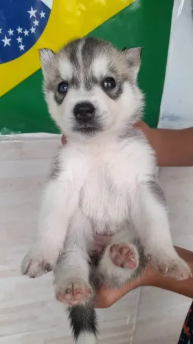 Husky siberiano