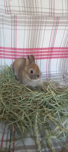Netherland Dwarf 