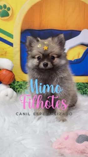 Cachorrinho Lulu Femia é macho 
