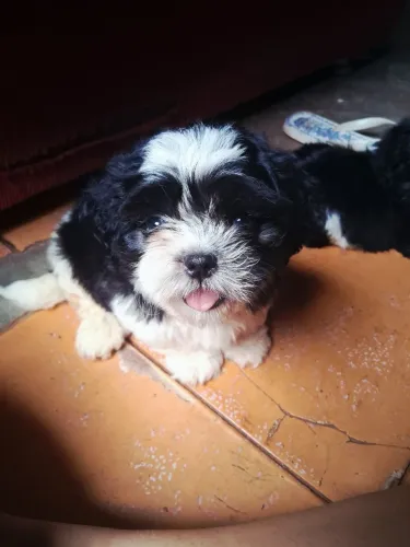 Vendo filhotes de Shih tzu, vacinados e vermifugados. Entrar em contato *12 Paula