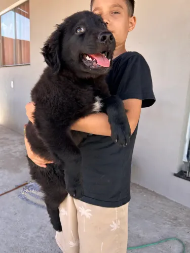 Labrador preto
